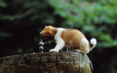 Little Puppy Drinking Water On Stone Trough In Garden