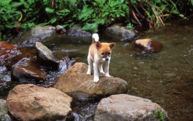 站在山涧溪流岩石上的可爱小幼犬