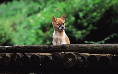 Cute Shiba Inu Puppy On Wooden Platform In Green Forest