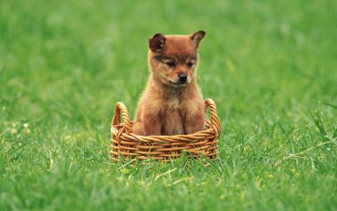Cute Brown Puppy In Wicker Basket On Green Lawn