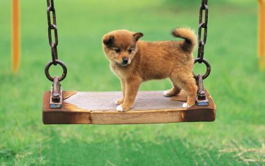 Cute Shiba Inu Puppy Standing On Wooden Swing In Green Lawn