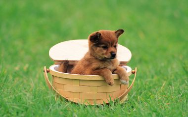 Cute Brown Puppy In Picnic Basket On Green Lawn