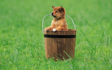户外青草地木桶里的可爱柴犬幼犬
