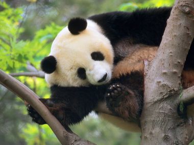 Giant Panda Resting In A Tree
