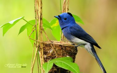 Black Naped Monarch Bird Nest