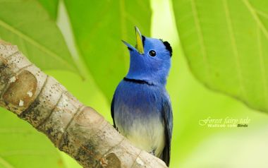 Black Naped Monarch Bird Singing