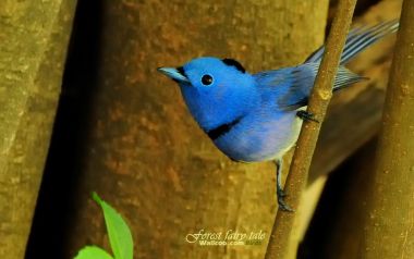 Black Naped Monarch Bird Photography