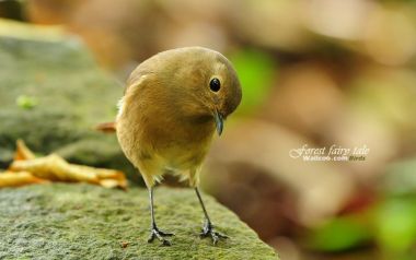 Female Daurian Redstart Wildlife Photography