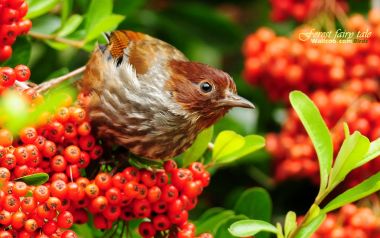 Formosan Barwing And Firethorn Berries