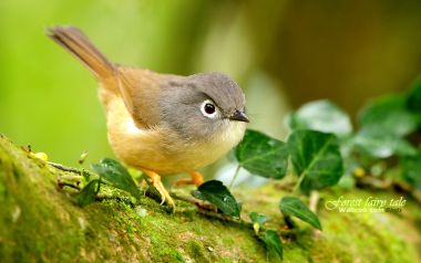Gray Cheeked Fulvetta In The Forest
