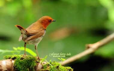 Japanese Robin Male On Mossy Branch