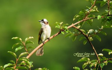 Light Vented Bulbul On Branch