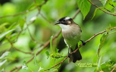 Light Vented Bulbul On Twig Nature Photography