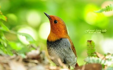 Forest Fairies: Spring Bird Wallpapers