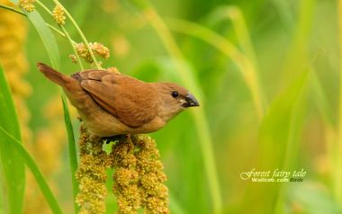 Scaly Breasted Munia On Grain