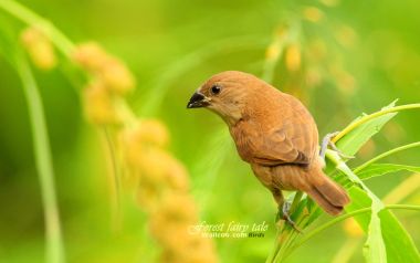 Scaly Breasted Munia Bird Nature Photography