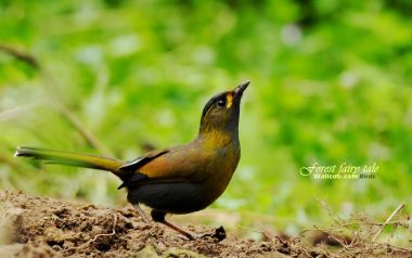 Steeres Liocichla Taiwan Bird
