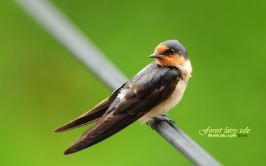 Barn Swallow Perched On Wire
