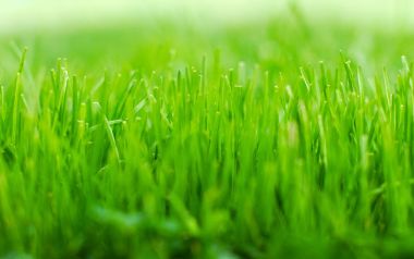 Fresh Green Grass Natural Landscape
