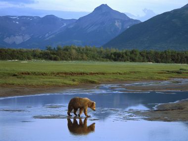 Grizzly Bear Crossing River Katmai National Park