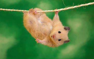 Hang In There Cute Hamster On Rope