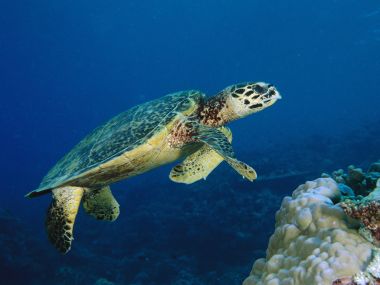 Hawksbill Turtle Malaysia Underwater