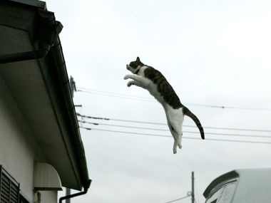Jumping Homeless Cat