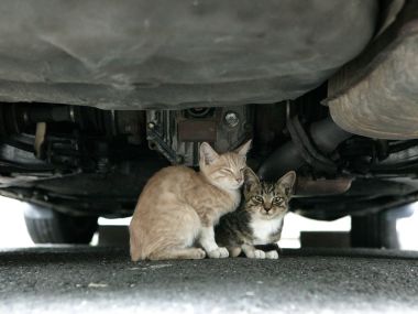 Stray Kittens Hiding Under Car