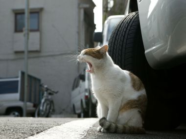 Street Cat Yawning