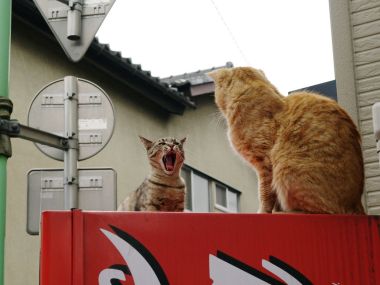 Two Homeless Cats On Red Object Daily Moment