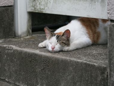 三花猫在台阶上睡觉的写实摄影画面
