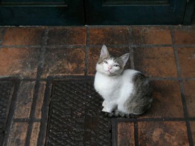 Street Homeless Cat Realistic Photography