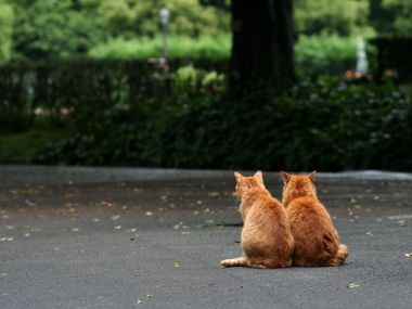Two Orange Cats Sitting Outside Park
