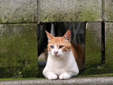 Stray Cats at the Street Corner (Vol. 1)