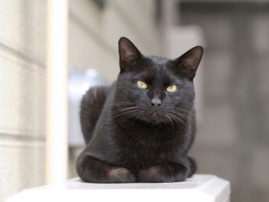 Black Cat Lying On White Surface Realistic Photography