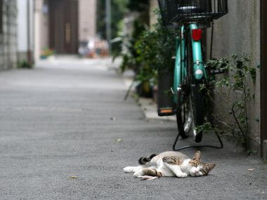 Lazy Cat In Japanese Residential Alley