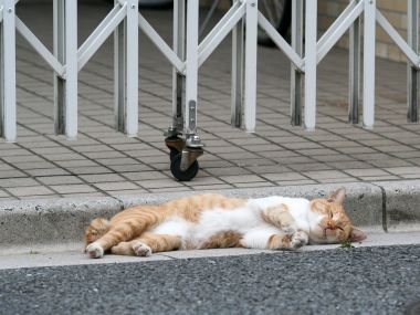 橘白流浪猫路边休息的治愈瞬间