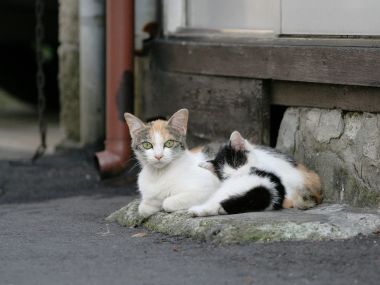两只流浪猫在建筑外的石阶上