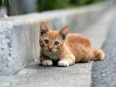Orange Cat Lying On Roadside