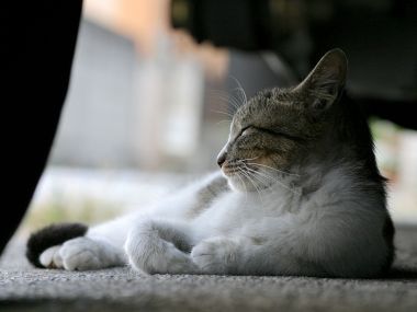 Homeless Cat Resting With Eyes Closed Realistic Photography