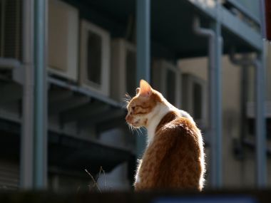 Orange And White Cat In Urban Sunlight