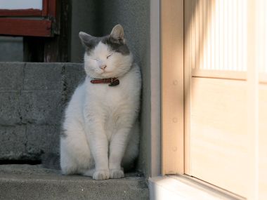 White Cat Sitting On Concrete Steps With Eyes Closed In Peaceful Moment