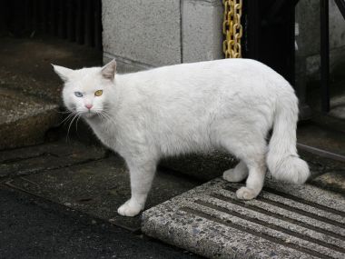 白色异瞳流浪猫站在石阶上