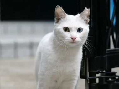 White Heterochromia Homeless Cat Close Up