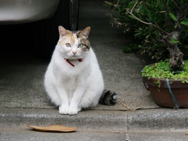 Calico Cat Sitting On Steps Cute Moment