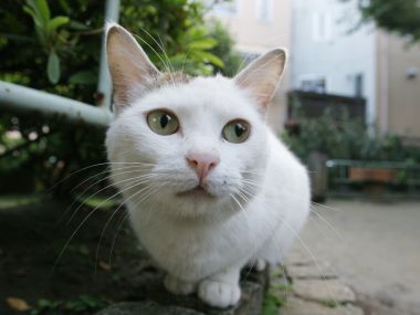 White Stray Cat Close Up