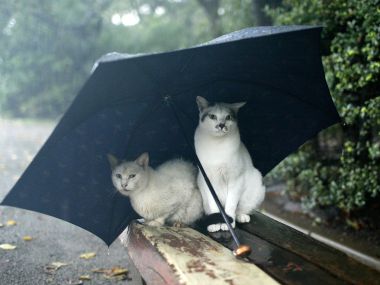 雨中撑伞避雨的流浪猫