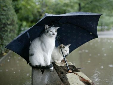 雨天流浪猫在雨伞下避雨的温馨场景