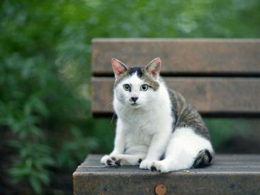 公园长椅上的流浪猫