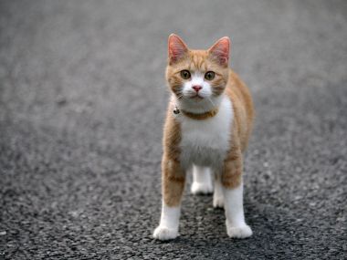 Street Homeless Orange And White Cat Photo